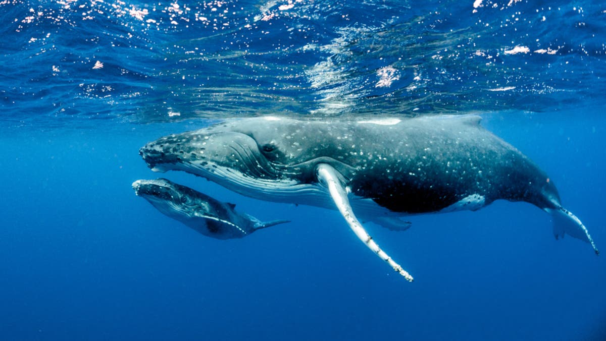 A humpback whale and her calf swimming through deep blue ocean